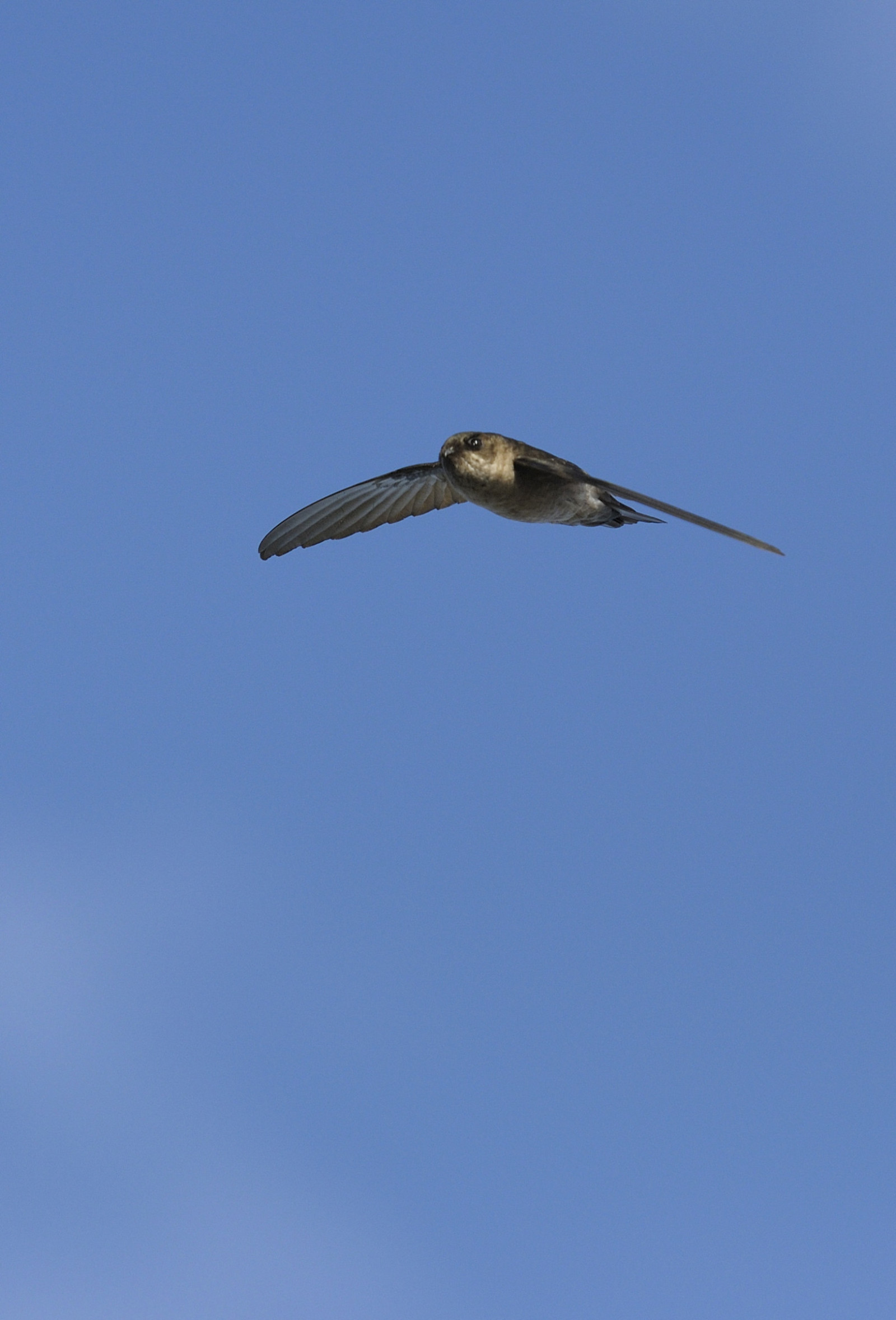 image Mascarene Swiftlet